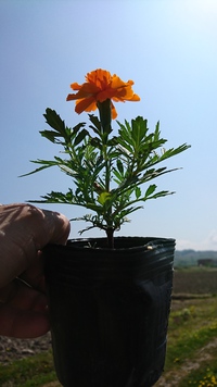 鉢上げと花の成長。