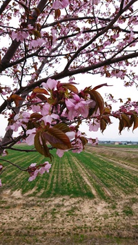 ヤット北海道にも。