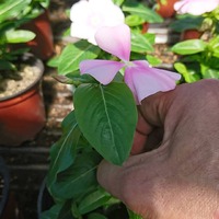 北海道の夏は❓？？