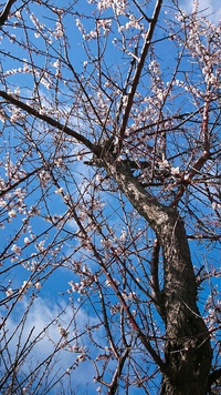 桜も終わって