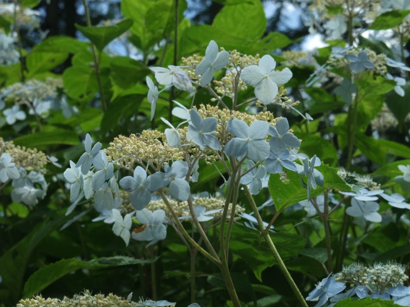 雪紫陽花☆