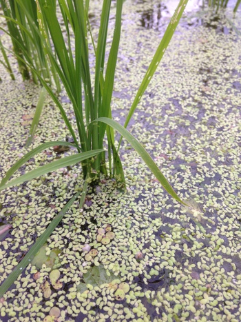 0609田んぼ＿浮き草