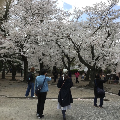 桜満開✨