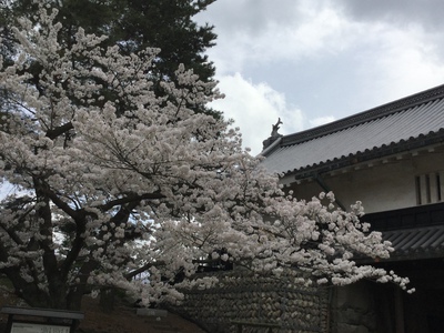 桜満開✨