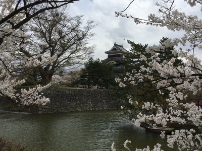 桜満開✨