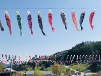 毎年　　泳ぐ　泳ぐ　　　鯉のぼり～～　　☆