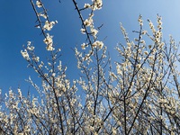 榛名の梅祭り　へ　行ってきましたよぉ　ｉｎ　高崎市（群馬県）☆