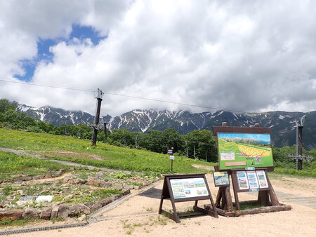 五竜高山植物園女王コマクサ630