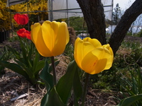 庭の花・・・