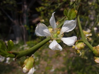 庭の花・・・