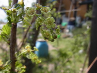 庭の花・・・