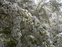 庭の花・・・