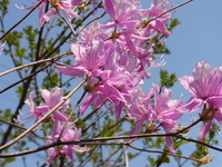庭の花・・・
