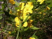 庭の花・・・