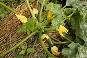 野菜が採れだした