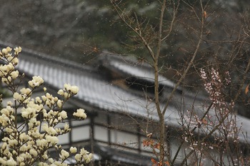久々の積雪です。