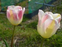 今日の花たち