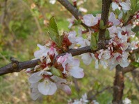 今日の花たち