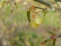 今日の花たち