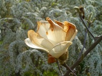 今日の花たち