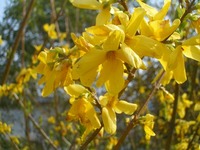 今日の花たち