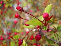 今日の花たち