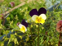 今日の花たち