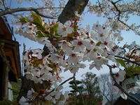 今日の花たち