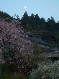 今日の花たち
