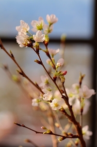 桜が開きました