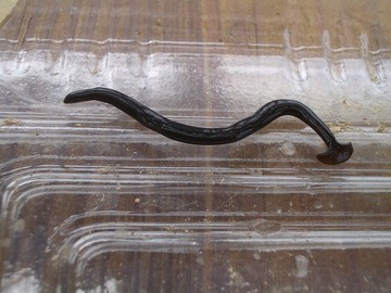 カタツムリの子供