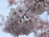 松本城桜開花宣言しました。