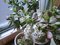 金のなる木に花が♪