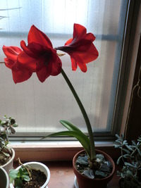 アマリリス開花♪