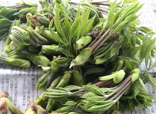 山菜採り