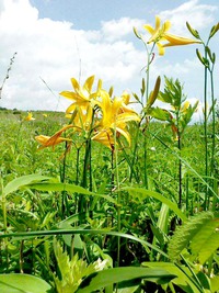長野県諏訪の観光スポット霧ヶ峰花まつり