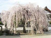 強命水 活 の地元、長野県岡谷市の桜お花見スポット