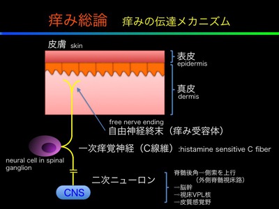 秋の訪れとスキンケア