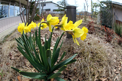 春の気配、開院一年です。