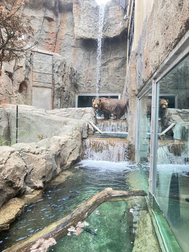 日本最北の旭川市旭山動物園