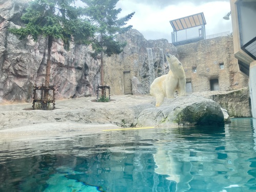 日本最北の旭川市旭山動物園