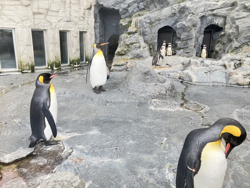 日本最北の旭川市旭山動物園