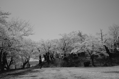 桜終いに。