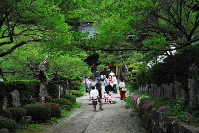 新緑の徳音寺