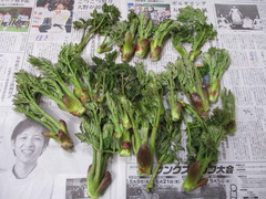 コシアブラご飯