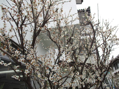 小梅　