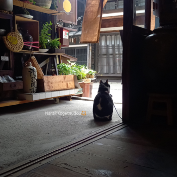 初夏の木曽谷と氷コップ