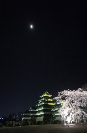 桜を巡る