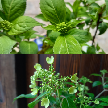 桜三昧と苔玉と