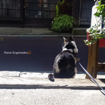 これは？残暑なのか・・・・